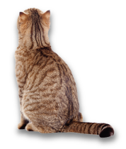 Cat sitting looking up with its back turned towards viewer