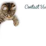 number_kitty_nonumber